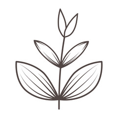 Isolated leaf design vector illustrator