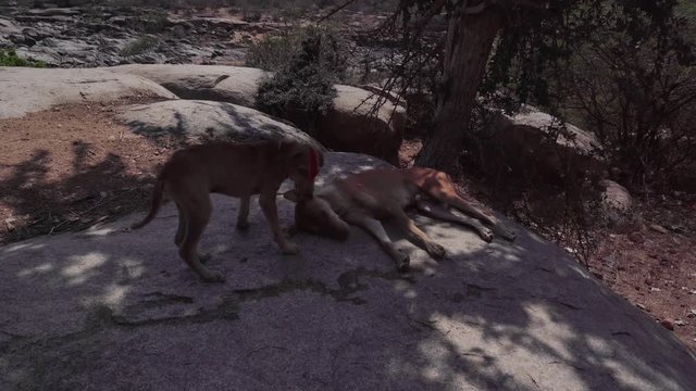 A rabid dog lies on a stone in convulsions