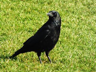 Bird in grass