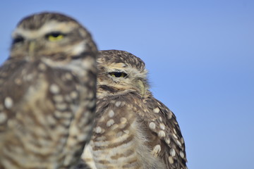 great horned owl