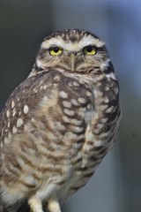 athene cunicularia