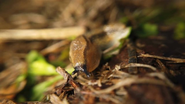 Traveling slug in the same direction