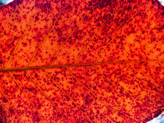 Texture of a red leaf of a plant to light close up