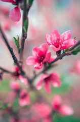 wild flowers sakura bush