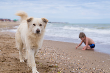White big dog walking along the seashore. The child is sitting on the back of the blur in the sand.