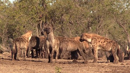 A clan of spotted hyenas feeding in the wild of Africa