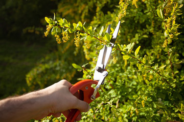 Portrait of Young gardener cutting green bush. Man working in his own garden. Summertime concept.  Close up.