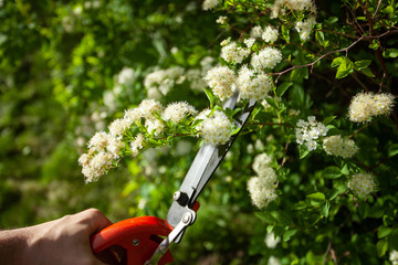 Portrait of Young gardener cutting green bush. Man working in his own garden. Summertime concept.  Close up.