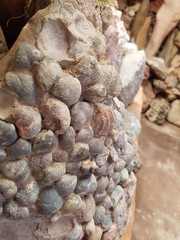 shells on the beach