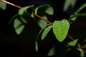 Leaf Covered with Water Droplets