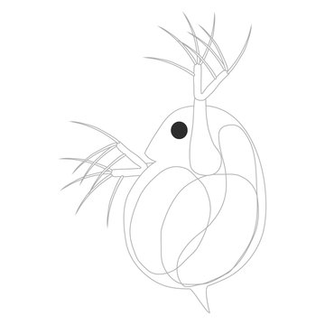 78 Best ミジンコ Images Stock Photos Vectors Adobe Stock 78 Best ミジンコ Images Stock Photos Vectors Adobe Stock