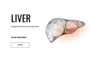 Liver organ. Low poly wireframe style. Technology in medicine. Abstract illustration isolated on white background. Particles are connected in a geometric silhouette