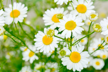 Obraz na płótnie Canvas Medicine chamomile flowers. Aromatherapy by herbs camomile daisy flowers