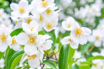 Obraz na płótnie Canvas White jasmine bush blossoming in summer day
