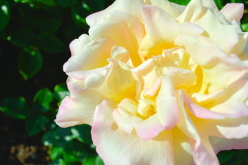 Fototapeta na wymiar Yellow and pink rose flower. Close-up photo of garden flower with shallow DOF