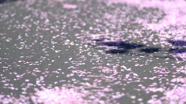 Nach der Sakura Bl&uuml;te liegt die Stra&szlig;e voller Bl&auml;tter der Kirsch B&auml;ume, die im Wind umher wehen, verg&auml;nglich
