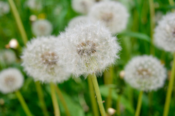 Fluffy white dandelion flowers with seeds on meadow. Dandelions field, sunny day