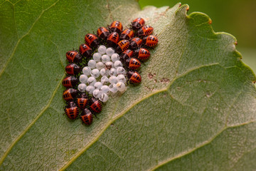 An extreme close-up view of newly hatched brown marmorated stink bugs (Halyomorpha halys) on a...
