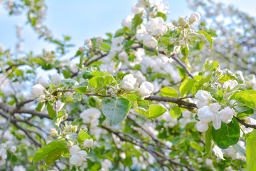Apple tree branches with pink flowers and buds on the blue sky background
