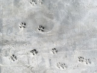 Gray cement floor with dog footprints