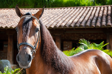 caballo
