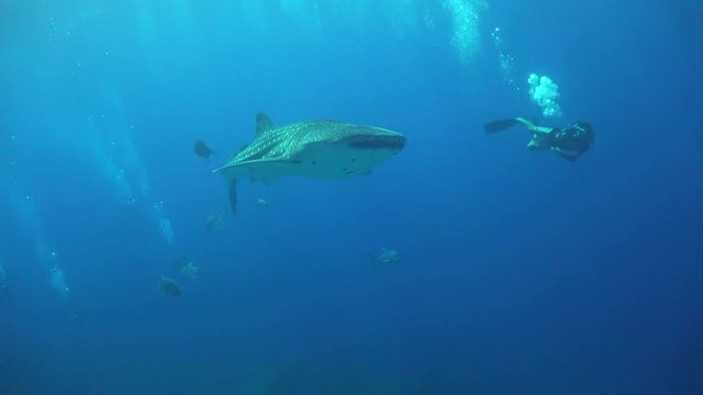 Whale shark and diver 