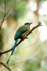 Barranquero Ave de Caldas Armenia y Quindio - Colombia