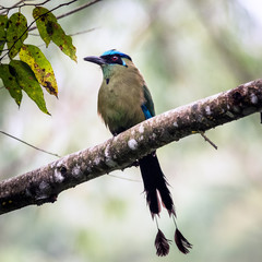 Barranquero Ave de Caldas Armenia y Quindio - Colombia