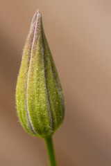 Clematis Bud