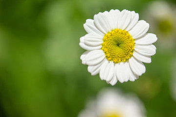 Obraz premium Closeup of a Feverfew Blossom