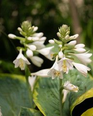Fototapeta na wymiar White Hosta Blossoms