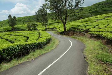 climbing and winding road in the tea garden