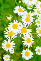 Medicine chamomile flowers. Aromatherapy by herbs camomile daisy flowers