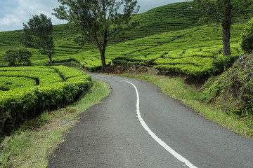 climbing and winding road in the tea garden