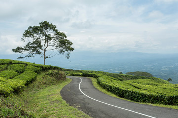 climbing and winding road in the tea garden