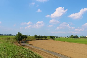 Fototapeta premium 風景 田舎 初夏 道 空 畑 杤木 
