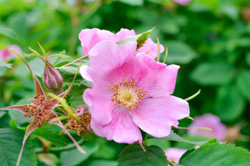 Obraz premium Pink Dogrose, Briar eglantine flower. Wild Rose hips closeup