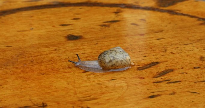 Tremendous sprint in slow snail