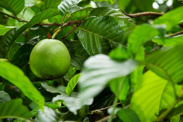 Borojó tropical fruit - Borojoa patinoi. White background