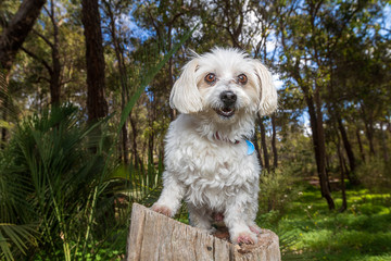 small dog on a stump