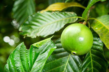 Borojó tropical fruit - Borojoa patinoi. White background