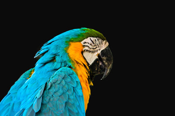 Obraz premium Blue and gold macaw isolated