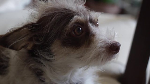 Perro hermoso emocional sentado rasc&aacute;ndose