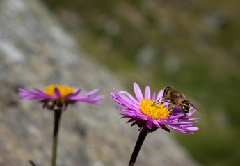 Wildlife scene. Pollinating insect on alpine wildflower Aster Alpinus. Photo taken at an altitude of 2500 meters. Selective focus.