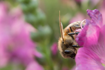 Macro closeup of honey bee collecting pollen from pink mallow blossom