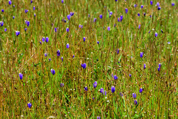Utricularia delphinioides or Lentibulariaceae , Grass flower field, dusita wild flower