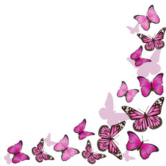 Obraz na płótnie Canvas Frame of pink butterflies in flight. Isolated on white background. Vector graphics.