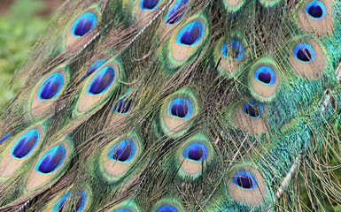 Obraz premium Peacock feathers