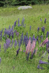 purple and pink lupines