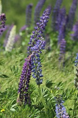 Obraz premium lupines